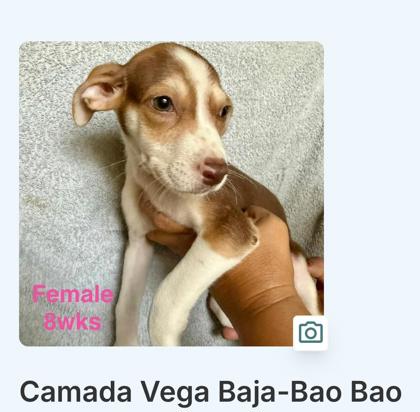 BAO BAO - Mixed Breed, Medium (up to 44 lbs fully grown) / Mix available for adoption