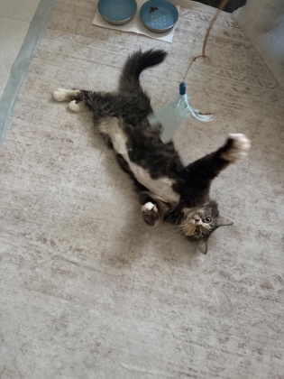 MASALA - Domestic Medium Hair / Mix available for adoption