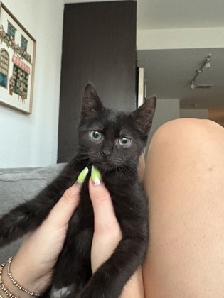 BUBBLES - Domestic Shorthair / Mix available for adoption