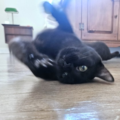 JIMENEZ - Domestic Shorthair / Mix available for adoption