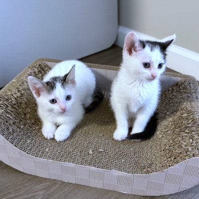 MARGE - Domestic Shorthair / Mix available for adoption