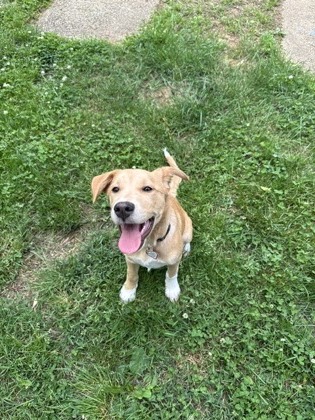 ANA - Mixed Breed, Small (under 24 lbs fully grown) / Mix available for adoption
