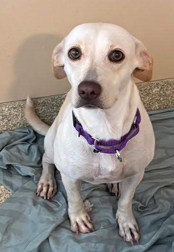 AMAYA - Long Coat Chihuahua / Mix available for adoption