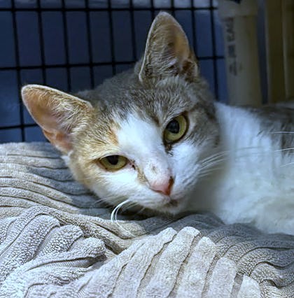 WHITNEY - Domestic Shorthair / Mix available for adoption