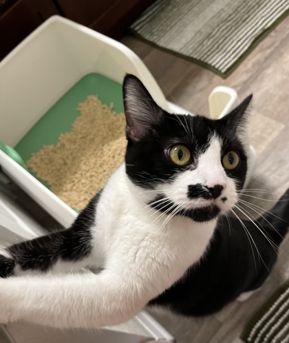 MARTINI - Domestic Shorthair / Mix available for adoption