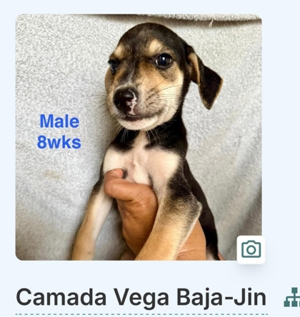 JIN - Mixed Breed, Medium (up to 44 lbs fully grown) / Mix available for adoption