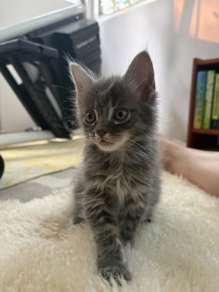 BEAU