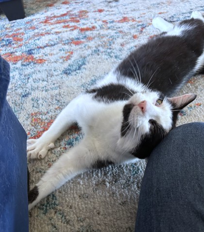 QUILL PIG - Domestic Shorthair / Mix available for adoption