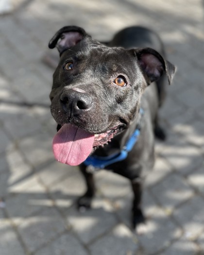 ROSIE - Mixed Breed, Large (over 44 lbs fully grown) / Mix available for adoption