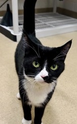 PAISLEY - Domestic Shorthair / Mix available for adoption