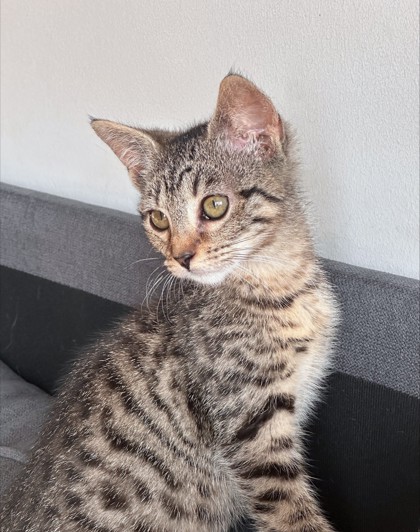 BREEZE - Domestic Shorthair / Mix available for adoption