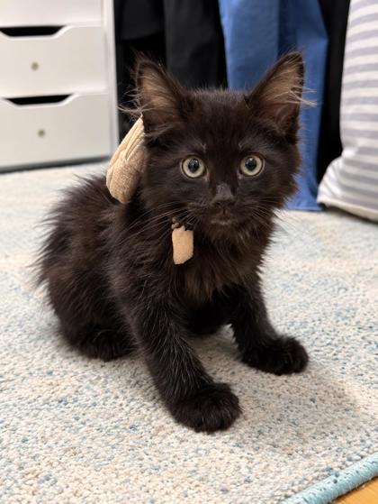 MINT CHIP - Domestic Medium Hair / Mix available for adoption