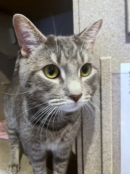 KARL - Domestic Shorthair / Mix available for adoption