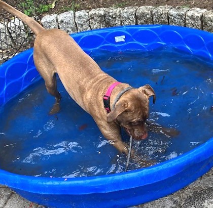 PRIYA - Pit Bull Terrier / Mix available for adoption