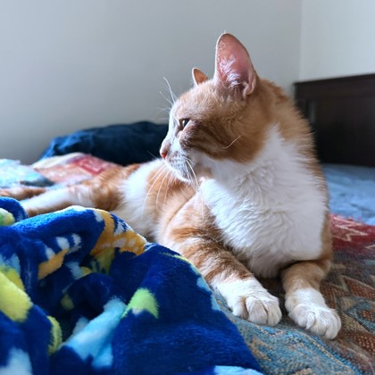 JAUXI - Domestic Shorthair / Mix available for adoption