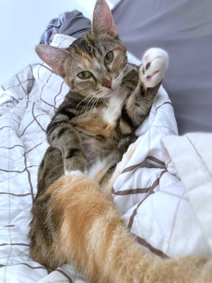 ARIES - Domestic Shorthair / Mix available for adoption