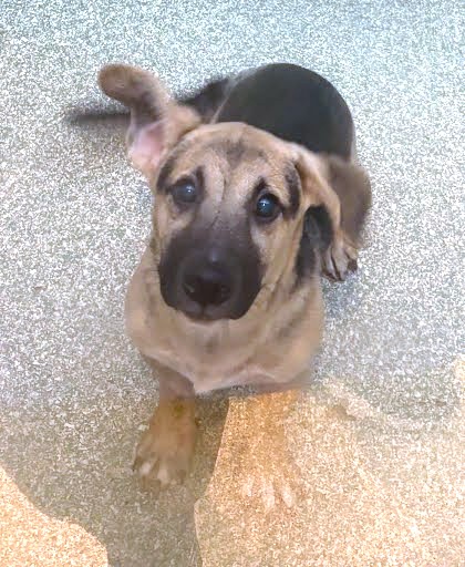 BAYLOR - Terrier / Mix available for adoption