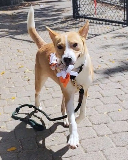 LITTLE BO PEEP - Australian Cattle Dog / Mix available for adoption