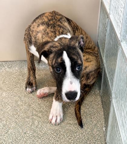 BONSAI - Pit Bull Terrier / Mix available for adoption