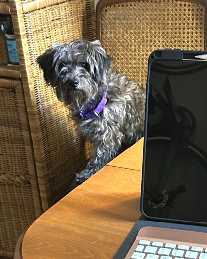 APPLE SMAX - Miniature Schnauzer / Mix available for adoption