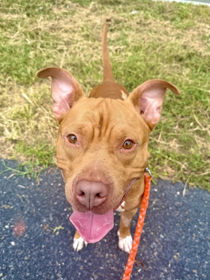 DYLAN - Pit Bull Terrier / Mix available for adoption