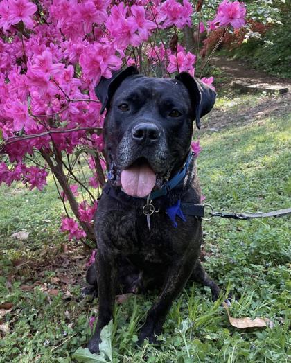 ONYX - Mastiff / Mix available for adoption