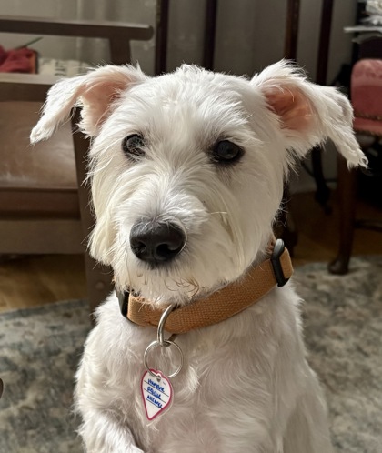 BUBBLEGUM BUCKS - West Highland White Terrier / Mix available for adoption