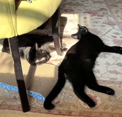 OLLIE - Domestic Shorthair / Mix available for adoption