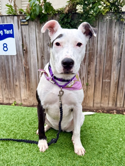 AVRIL - Pit Bull Terrier / Mix available for adoption