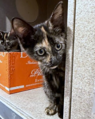 BROWN SUGAR - Domestic Shorthair / Mix available for adoption