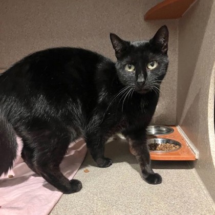 LACEY - Domestic Shorthair / Mix available for adoption