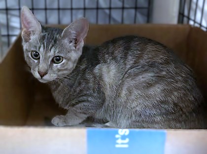 CRYSTAL - Domestic Shorthair / Mix available for adoption