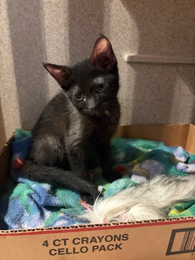 DERRICK BARRY - Domestic Shorthair / Mix available for adoption