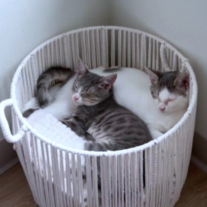 CAPTURE THE FLAG - Domestic Shorthair / Mix available for adoption