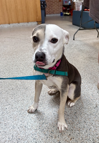 KIM POSSIBLE - Mixed Breed, Medium (up to 44 lbs fully grown) / Mix available for adoption