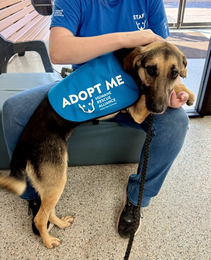 AUTUMN - German Shepherd / Mix available for adoption