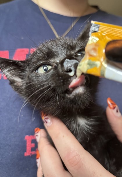 NOCH - Domestic Shorthair / Mix available for adoption
