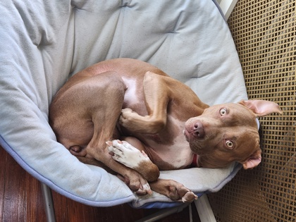 KAISEN - Mixed Breed, Medium (up to 44 lbs fully grown) / Mix available for adoption