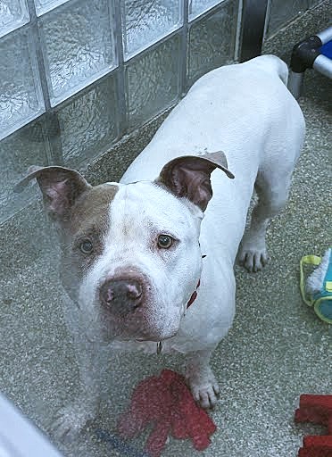 BEEFCAKE BILL - Pit Bull Terrier / Mix available for adoption