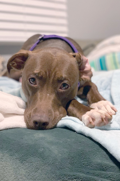 GODIVA - Labrador Retriever / Mix available for adoption