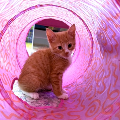 OYSTER - Domestic Shorthair / Mix available for adoption