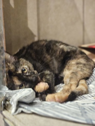 CASSANDRA - Domestic Shorthair / Mix available for adoption