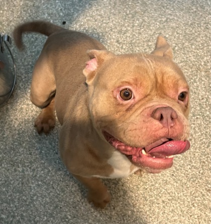 BIG BOY - Mixed Breed, Small (under 24 lbs fully grown) / Mix available for adoption