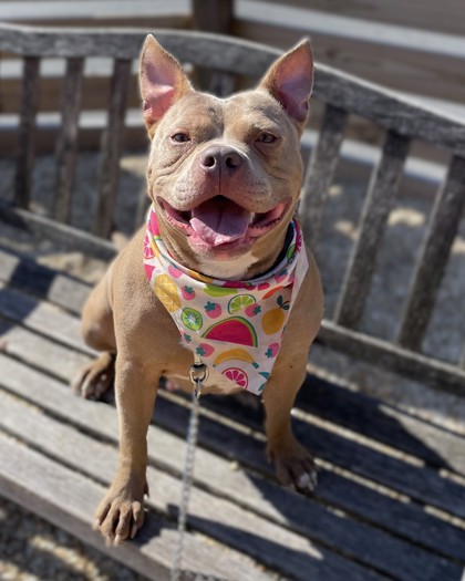 ARTEMIS - Pit Bull Terrier / Mix available for adoption