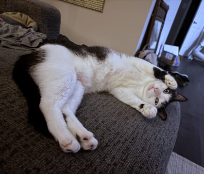 BLUEY - Domestic Shorthair / Mix available for adoption
