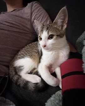 JULIANNA - Domestic Shorthair / Mix available for adoption