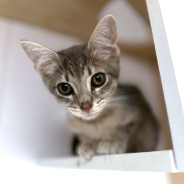SUSHI - Domestic Shorthair / Mix available for adoption