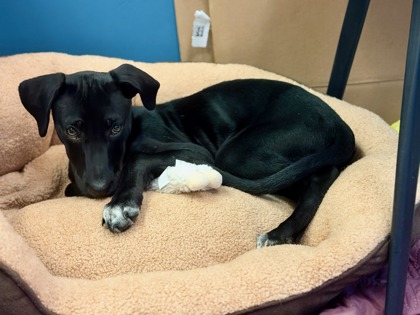 RHIANNON - Labrador Retriever / Mix available for adoption