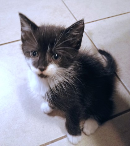 AMBESSA - Domestic Shorthair / Mix available for adoption