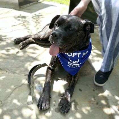ONYX - Mastiff / Mix available for adoption